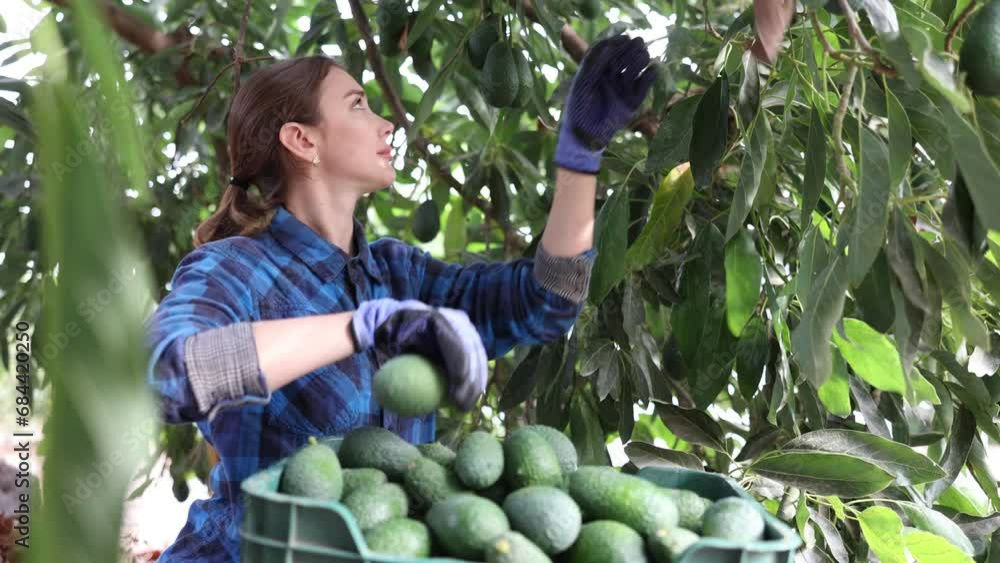 Positive farmer woman collecting avocados among leafy avocado trees in large avocado plantation