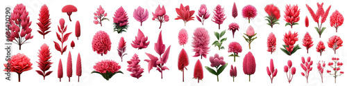 Celosia Flower Set Concept Props For Icon Designing Hyperrealistic Highly Detailed Isolated On Transparent Background Png File