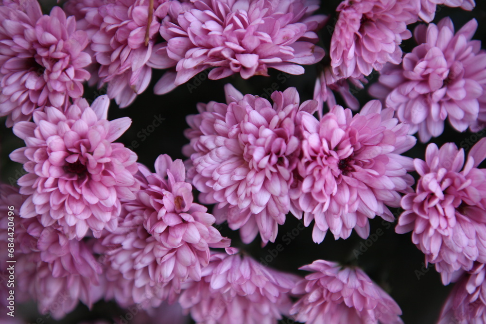 Pink chrysanthemum flowers, closeup