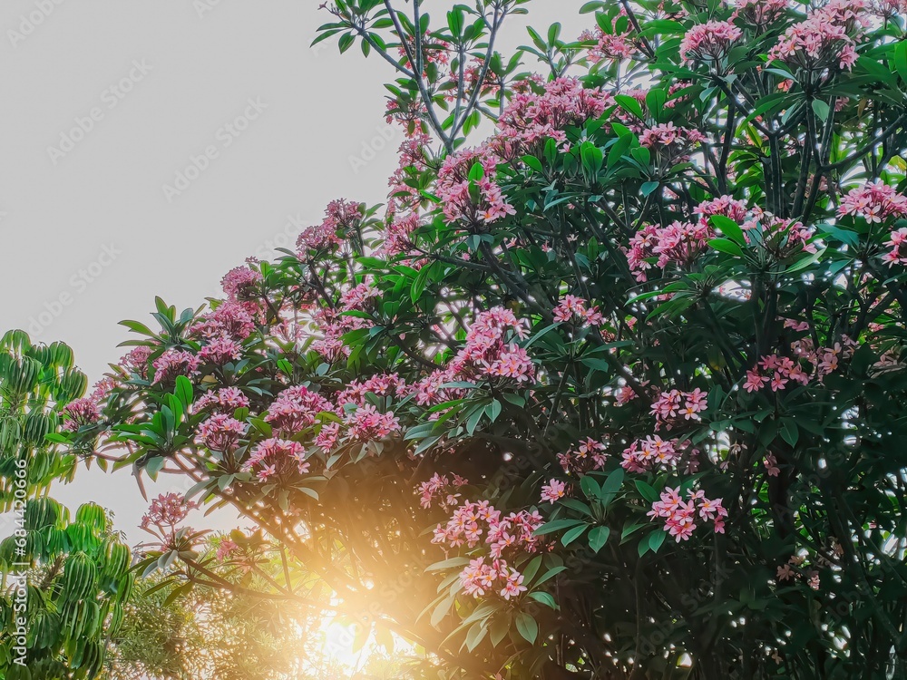 Plumeria Rubra is known as Red Frangipani, Paucipan, Jasmine, or Temple(02)