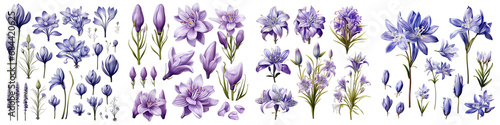 Chionodoxa  Flower Set Concept Props For Icon Designing Hyperrealistic Highly Detailed Isolated On Transparent Background Png File