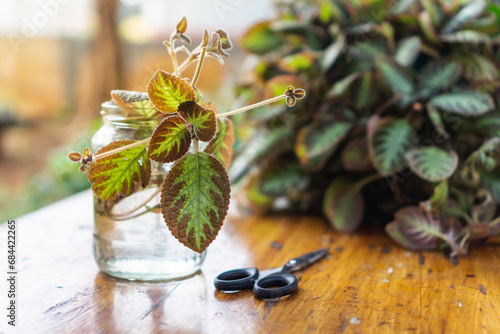 home gardening, water propagating begonia variety, partially submerge stem in a glass of water