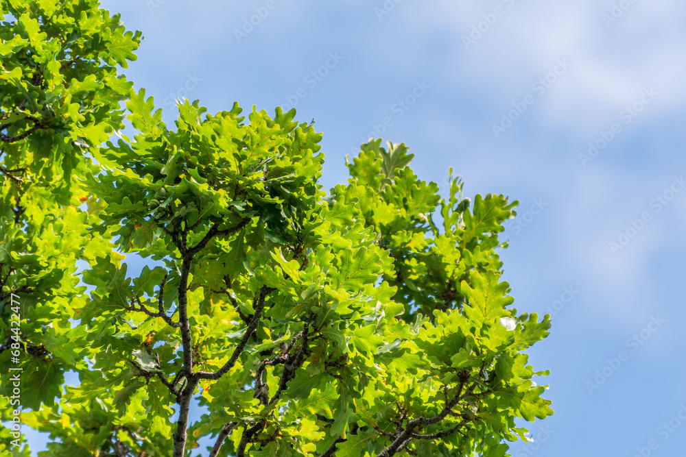 Green oak leaves background. Plant and botany nature texture. green oak leaves in woods Green oak leaves background. Plant and botany nature texture. green oak leaves in woods