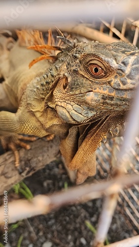 Iguana is kept in cages for tourists to visit. This reptile with a rugged appearance  quite similar to a prehistoric dinosaur  has attracted a lot of attention and love from many people.