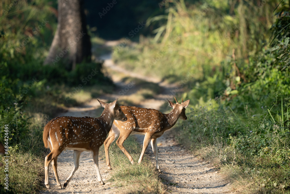 Spotted Deer Crossing the Road