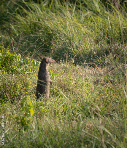 Alert Mongoose in the Grass