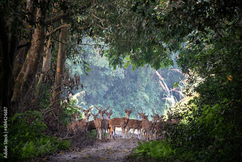 Photography Spotted Deer in a Clearinf in the Jungle
