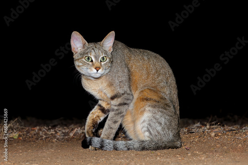 An African wild cat (Felis silvestris lybica) during the night, Kruger National Park, South Africa.