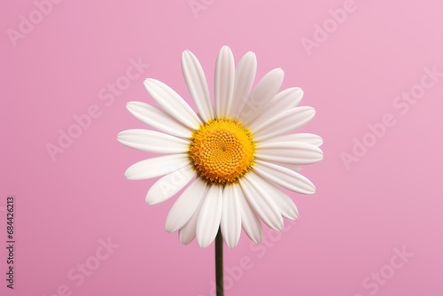 Beautiful daisy flower on pink background, closeup.