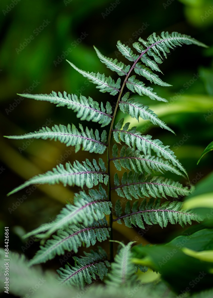 japanese painted fern leaves