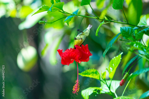 Purple rumped Sunbird photo