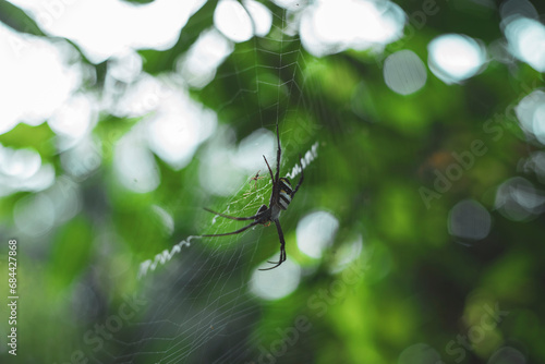 Spiders are soft-bodied, sometimes harmful and sometimes poisonous insects. They also eat meat, set traps to catch prey, and eat a lot of mosquitoes or small insects.