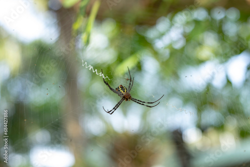 Spiders are soft-bodied, sometimes harmful and sometimes poisonous insects. They also eat meat, set traps to catch prey, and eat a lot of mosquitoes or small insects.