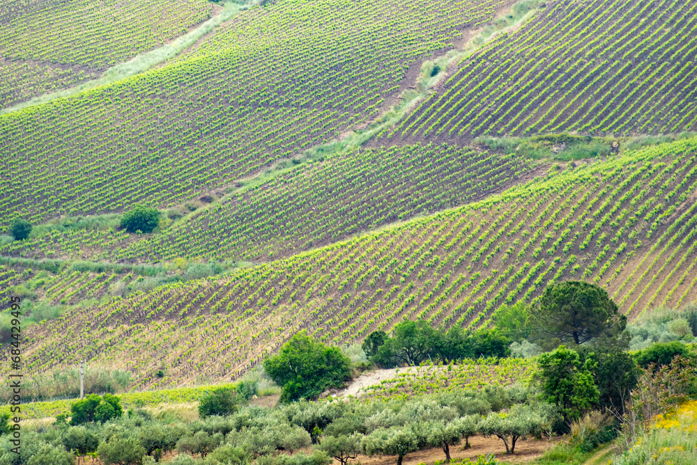 Catarratto Grapes Vineyard in Trapani Region - Sicily - Italy