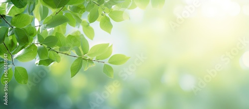 In the beautiful summer garden  an abstract texture of green leaves creates a colorful and natural backdrop  with blurred bokeh adding a touch of beauty to the outdoor setting.