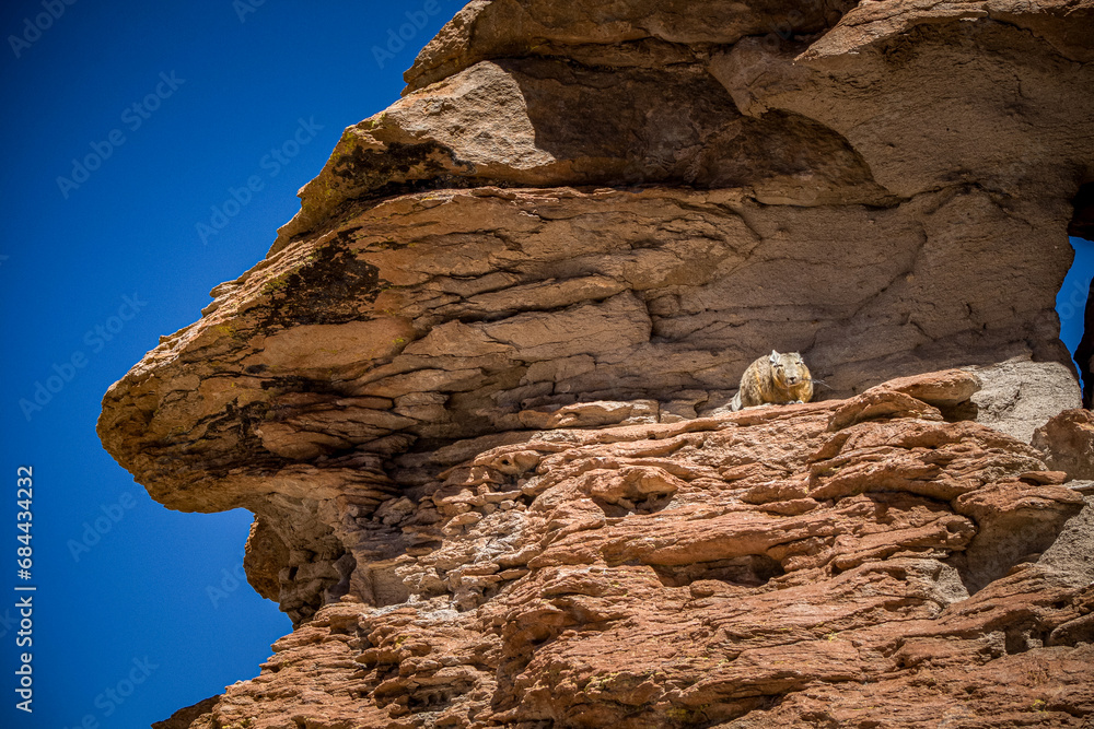 rock climber on the cliff, Lagidium app., rodent on the rocks, altiplano, Bolivia, andean, altitude, 