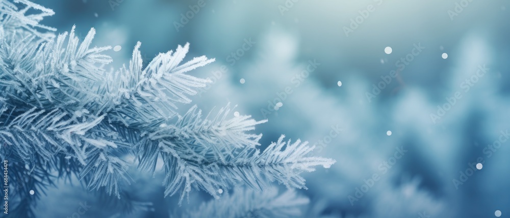 Frosty pine branches in winter season with soft focus background. Winter nature and background. Frosty pine branches in winter season with soft focus background. Winter nature and background.