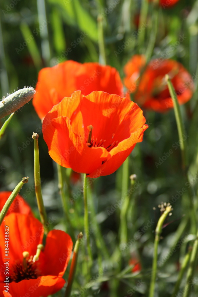 Obraz premium red poppy flower