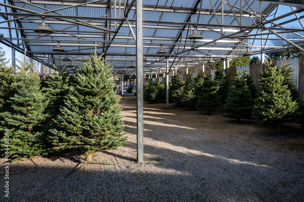 Covered Christmas tree lot with sheared fresh cut trees on display for sale, sunny winter day
