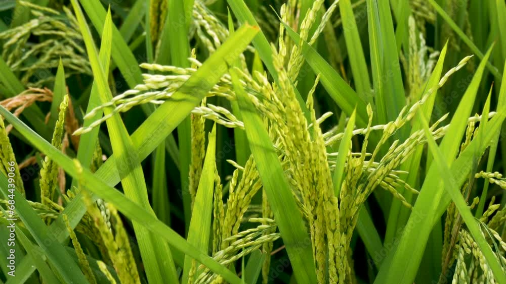 Slow wind blowing on green rice plant with grains that are almost ...