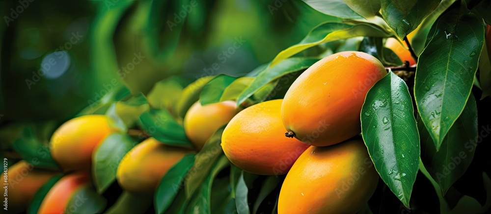 In the bountiful garden of a tropical farm, amidst the lush green foliage of swaying trees and thriving plants, nature gave birth to a delicious summer fruit - the mango. With its juicy flesh and
