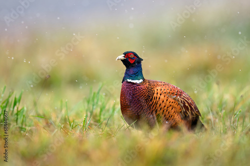 Ringneck Pheasant (Phasianus colchicus) male close up