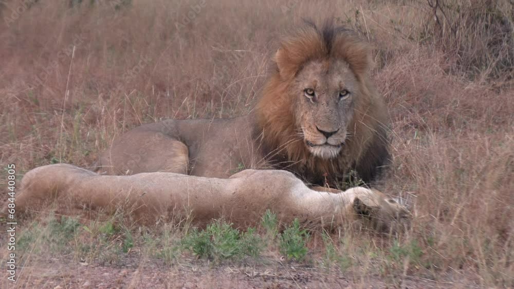A male lion resting with a lioness watches the camera. A male lion resting with a lioness watches the camera.