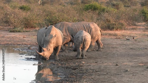 White rhinos gathered together at a waterhole in South Africa. photo