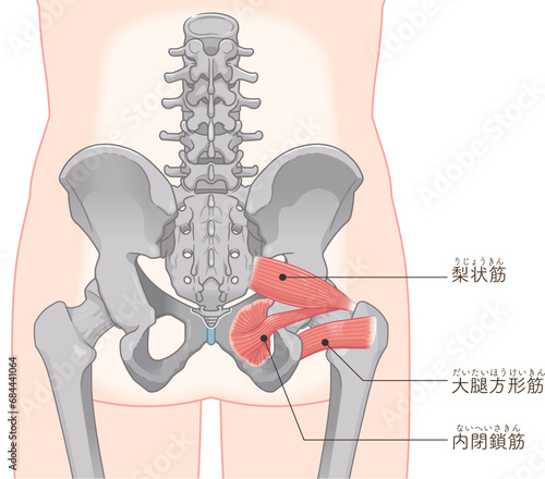 梨状筋、内閉鎖筋、大腿方形筋、股関節、骨盤、筋肉、イラスト、illustration