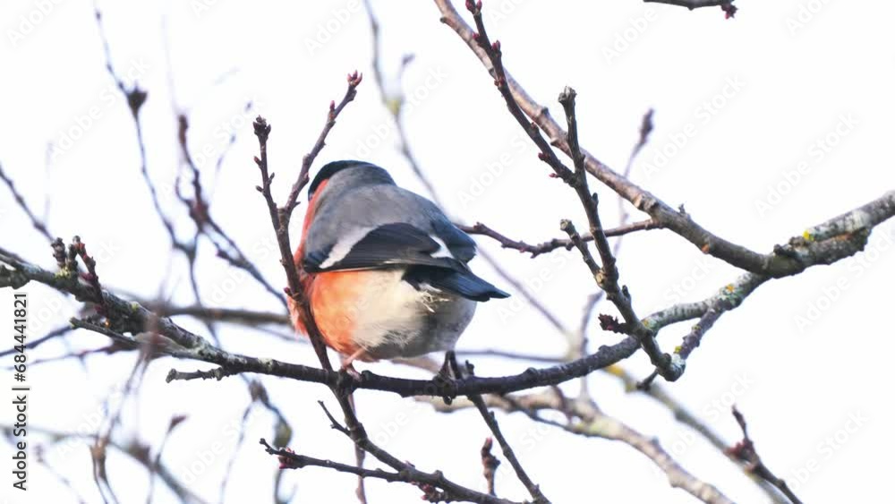Male Bullfinch Perched On Tree Branch Moving In Wind Male Bullfinch Perched On Tree Branch Moving In Wind