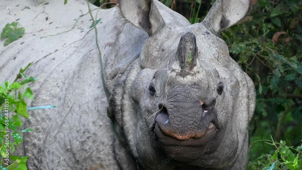 A one horned rhino standing in the grasses and bushes of the jungle in the Chitwan national Park in Nepal. A one horned rhino standing in the grasses and bushes of the jungle in the Chitwan national Park in Nepal.