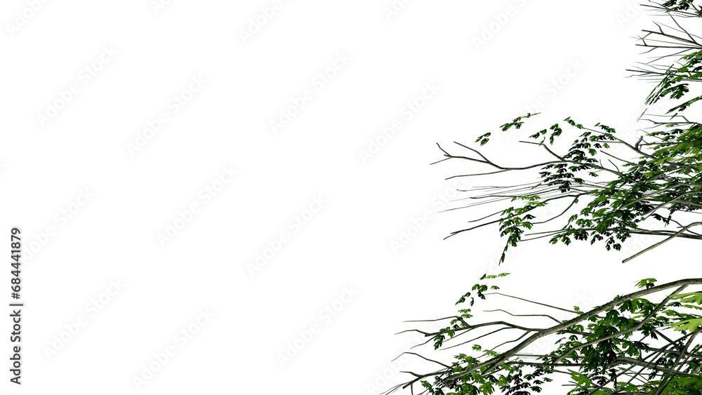 tree leave nature transparent cut out forest isolated background 3d render. tree leave nature transparent cut out forest isolated background 3d render.