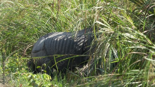 A one horned rhino walking along a dirt road before disappearing in the high elephant grass in the Chitwan National Park in Nepal.