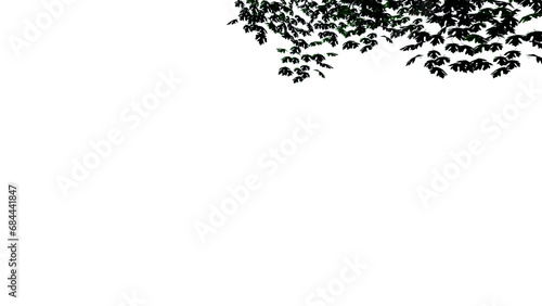 tree leave nature transparent cut out forest isolated background 3d render.