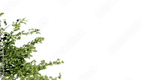 Fototapeta Naklejka Na Ścianę i Meble -  tree leave nature transparent cut out forest isolated background 3d render.