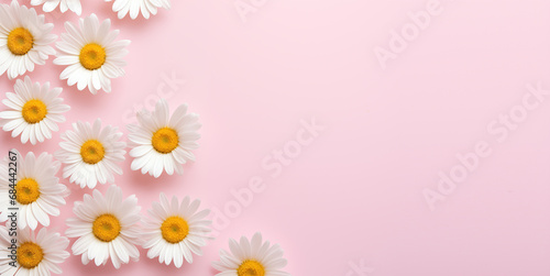 White chamomile daisy flowers on a pale pink background with copy space, Floral background, Generative AI
