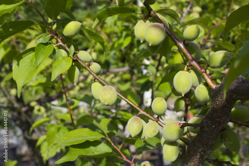 Plums hanging on branches on a farm.