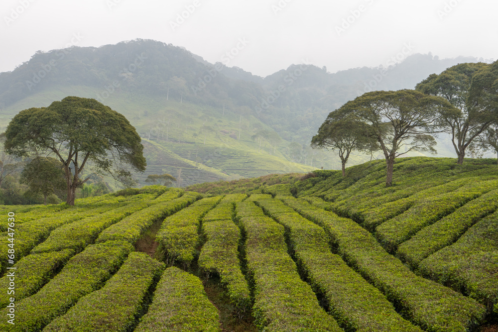 Tea plantations in the mountains of Indonesia