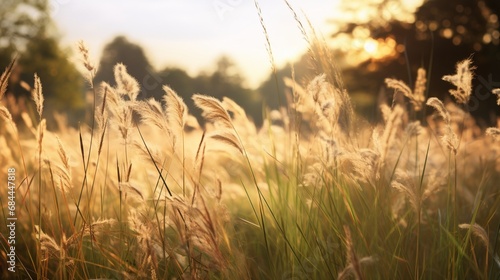 A sunlit meadow with tall grasses swaying in the wind, perfect for adding a touch of summer to your photo overlays.