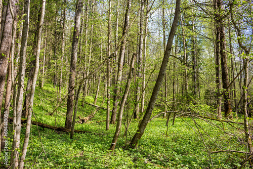 Sunny forest with bright green grass and foliage
