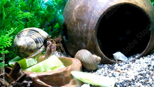 Animal Videography. Animal Close up. Time lapse Footage of Purple Hermit Crab (Coenobita Brevimanus) waking up from its sleep. Animal behavior. Shot in Macro lens with 4K Resolution photo