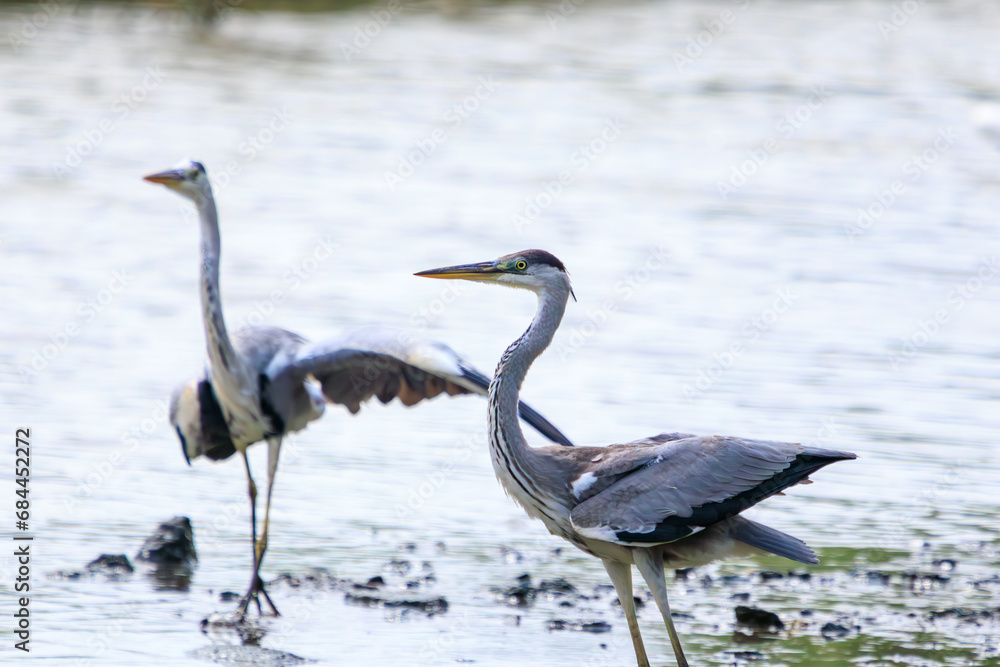 Fototapeta premium 喧嘩する美しいアオサギ（サギ科）。日本国東京都江戸川区、葛西臨海公園にて。 2023年8月14日撮影。Beautiful Grey Heron (Egret family) in fighting.At Kasairinkai park, Edogawa-ku, Tokyo, Japan, photo by August 14, 2023. 