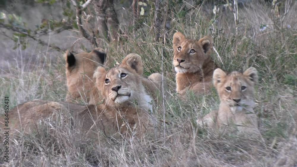 Sunny Day with Lion Cubs in African Grasslands Sunny Day with Lion Cubs in African Grasslands