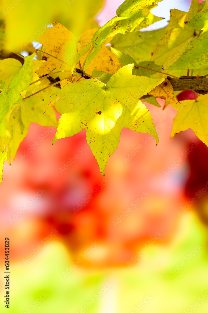 Fototapeta premium 紅葉した楓、メープル