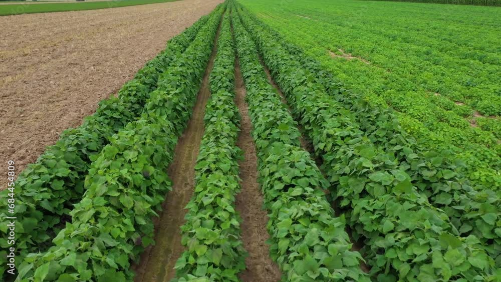 Agricultural field with sown spices. A field of mint, pepper, lemon balm, oregano or basil. Growing organic products. Industrialization of the agro-industry. Moving forward Agricultural field with sown spices. A field of mint, pepper, lemon balm, oregano or basil. Growing organic products. Industrialization of the agro-industry. Moving forward