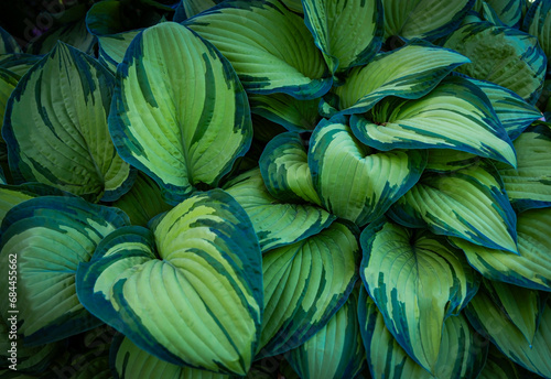 The background of Fresh green leaves of hosta plant in the garden