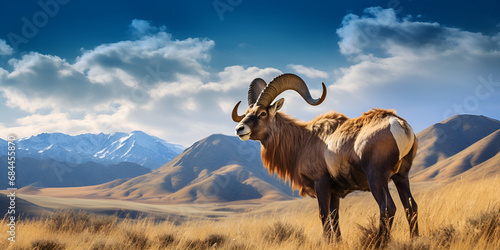 Harmony of Horns: Exploring the Majestic World of Bighorn Sheep in the Rocky Mountains