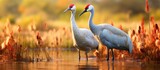 In the grasslands of Aransas County, city, the white sandhill crane and endangered whooping crane roam, chasing dominance in their habitat. With feathers of gray, Grus americana and Grus canadensis