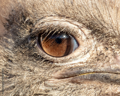 Close-up of an ostrich's eye. Macro