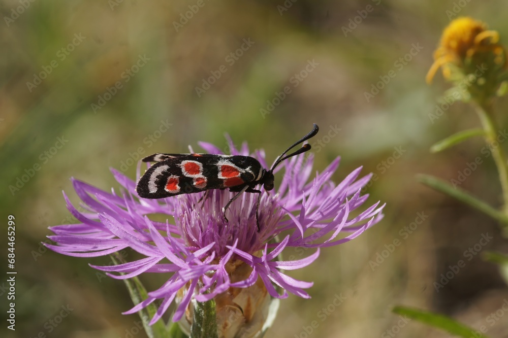 Closeup on the colorful red and blue metallic colored diurnal Provence burnet moth, Zygaena occitanica sitting on a purple Centarea flower